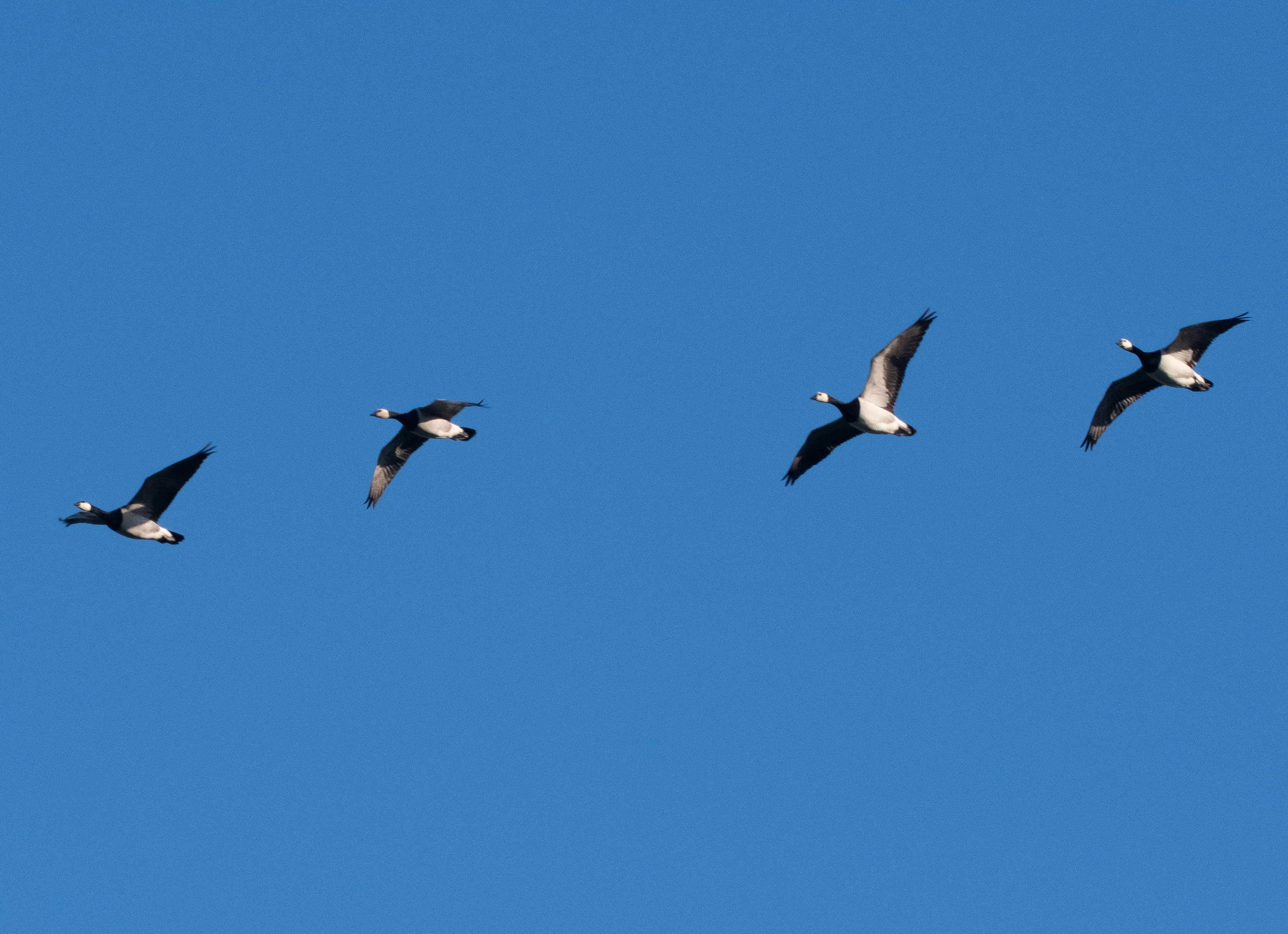 Bernaches nonnettes au vol (Barnacle geese, Branta leucopsis), adultes nuptiales, Réserve Naturelle de Mont-Bernanchon, Hauts de France.